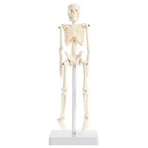 mini human skeleton model with stand - 8.6" tall desktop anatomical skeleton model