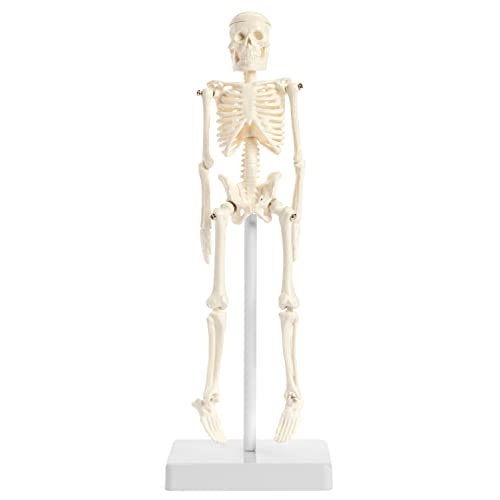 Mini Human Skeleton Model with Stand - 8.6" Tall Desktop Anatomical Skeleton Model