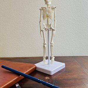 Mini Human Skeleton Model with Stand - 8.6" Tall Desktop Anatomical Skeleton Model