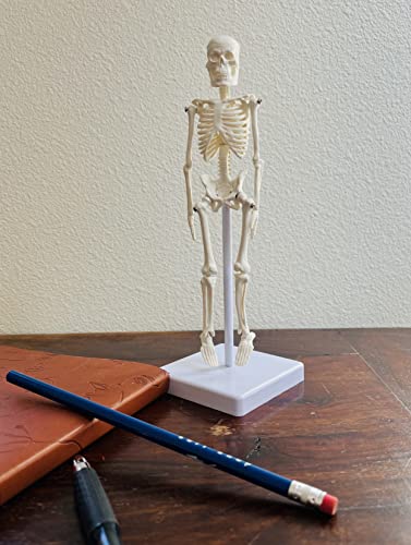 Mini Human Skeleton Model with Stand - 8.6" Tall Desktop Anatomical Skeleton Model