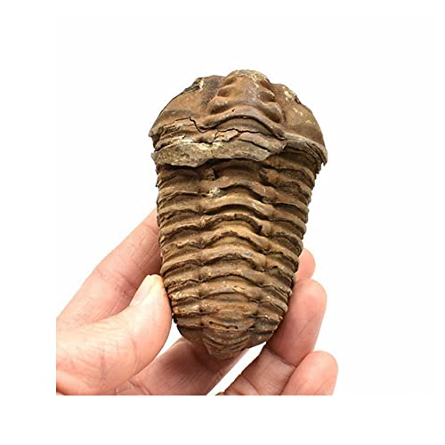 Acxico 1Pcs Flexicalymene Moroccan Trilobites Fossil 4-5.5cm- Morocco