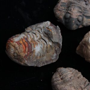 Acxico 1Pcs Flexicalymene Moroccan Trilobites Fossil 4-5.5cm- Morocco