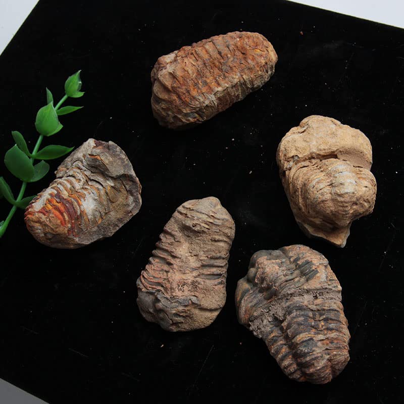 Acxico 1Pcs Flexicalymene Moroccan Trilobites Fossil 4-5.5cm- Morocco