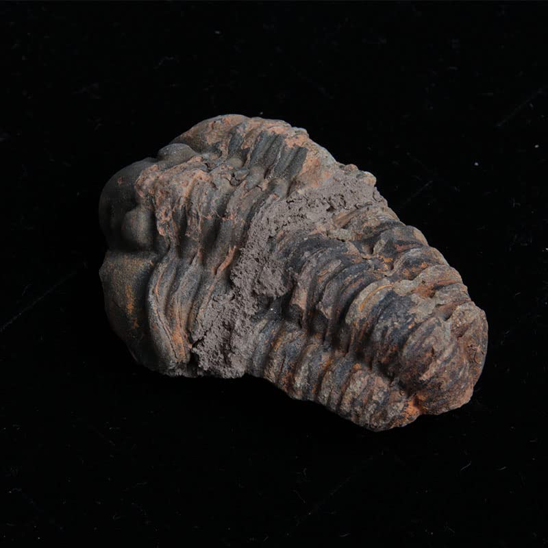 Acxico 1Pcs Flexicalymene Moroccan Trilobites Fossil 4-5.5cm- Morocco