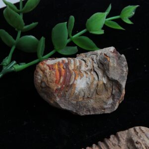 Acxico 1Pcs Flexicalymene Moroccan Trilobites Fossil 4-5.5cm- Morocco