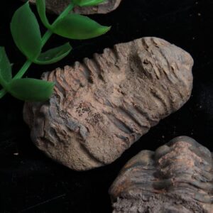 Acxico 1Pcs Flexicalymene Moroccan Trilobites Fossil 4-5.5cm- Morocco