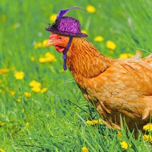 6 Pieces Chicken Hats for Hens Tiny Pets Funny Halloween Accessories Feather Top Hat with Adjustable Elastic Chin Strap Rooster Duck Parrot Poultry Stylish Show Costume()