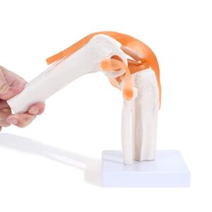 asintod anatomical medical knee joint with ligaments model, human 1:1 life size, for science classroom study, display teaching