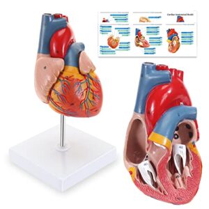 asintod human heart model, 2-part life size cardiac anatomical model, 48 accurate numbered anatomical structures with number manual, magnets, display base