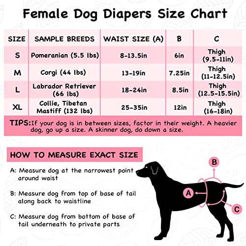 INNSFURR Dog Diapers Female for Heat Cycle Dog Period, Reusable Washable Dog Diapers (Pack of 3), Highly Absorbent with Strong & Flexible Velcro Medium (13”-19” Waist)