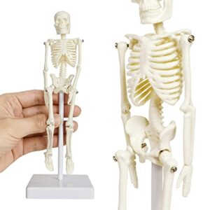 new horizon 21cm human skeleton model skeleton human model adult small skeleton teaching model spine whole body