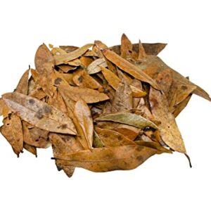 The Bio Dude Leaf Litter - Live Oak Litter - Great for bioactive terrariums, vivariums and Fish