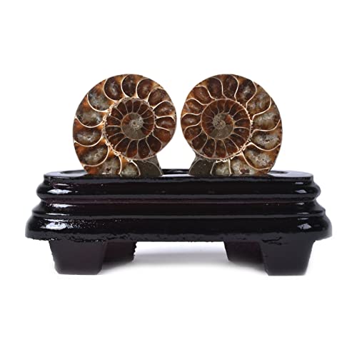 Justinstones Natural Ammonite Pair Fossil Stone Specimen with Wood Stand Madagascar