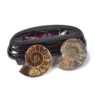 Justinstones Natural Ammonite Pair Fossil Stone Specimen with Wood Stand Madagascar