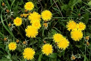 15000+ pcs dandelion seeds organic real herb planting the dandelion seed