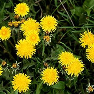 15000+ Pcs Dandelion Seeds Organic Real Herb Planting The Dandelion Seed