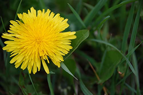 15000+ Pcs Dandelion Seeds Organic Real Herb Planting The Dandelion Seed