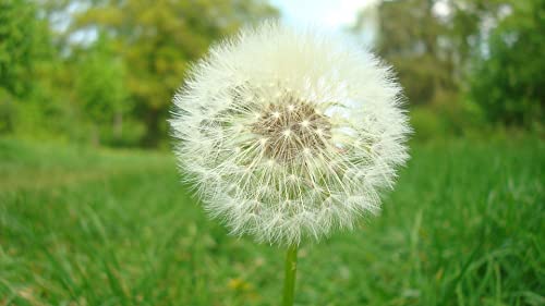 15000+ Pcs Dandelion Seeds Organic Real Herb Planting The Dandelion Seed