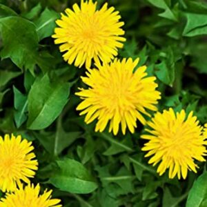 15000+ Pcs Dandelion Seeds Organic Real Herb Planting The Dandelion Seed