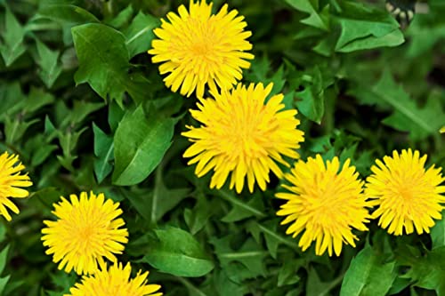 15000+ Pcs Dandelion Seeds Organic Real Herb Planting The Dandelion Seed