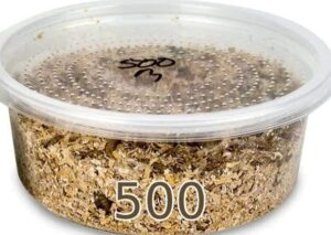 surmen legacy 500ct live mealworms with bait cup with food/bedding