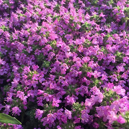 1000 Pcs Magic Carpet Creeping Thyme Ground Cover Creeping Thyme Seeds