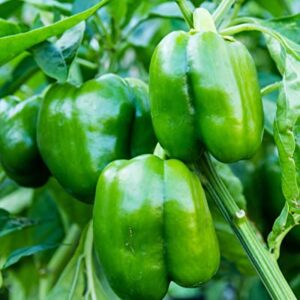 Sweet Bell Pepper Seeds Collection, 200 Seeds, 4 Heirloom Non-GMO Varieties. Giant Green, Yellow Sunbright, Orange Horizon, Big Red.