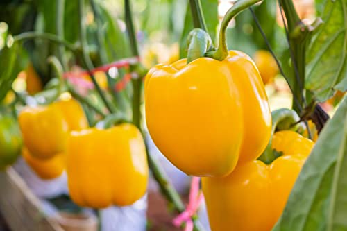 Sweet Bell Pepper Seeds Collection, 200 Seeds, 4 Heirloom Non-GMO Varieties. Giant Green, Yellow Sunbright, Orange Horizon, Big Red.