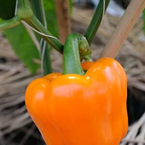 Sweet Bell Pepper Seeds Collection, 200 Seeds, 4 Heirloom Non-GMO Varieties. Giant Green, Yellow Sunbright, Orange Horizon, Big Red.