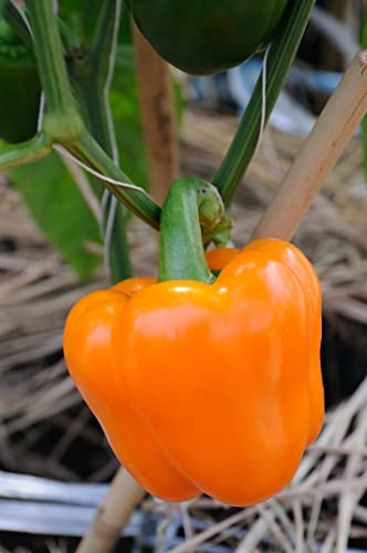 Sweet Bell Pepper Seeds Collection, 200 Seeds, 4 Heirloom Non-GMO Varieties. Giant Green, Yellow Sunbright, Orange Horizon, Big Red.