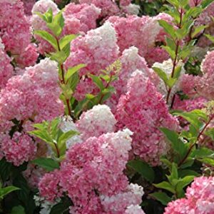 VANCEFELKEL 60+ Vanilla Strawberry Hydrangea Seeds for Planting - Strawberry Sundae Hydrangea Tree Seeds to Plant - Pink Hydrangea Flowers Tree Bush Plants Seeds Planting in Pot/Outdoors/Bonsai