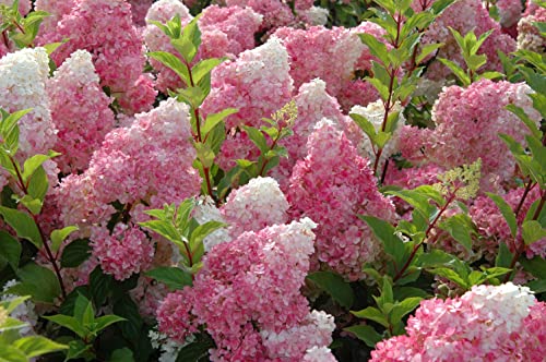 VANCEFELKEL 60+ Vanilla Strawberry Hydrangea Seeds for Planting - Strawberry Sundae Hydrangea Tree Seeds to Plant - Pink Hydrangea Flowers Tree Bush Plants Seeds Planting in Pot/Outdoors/Bonsai