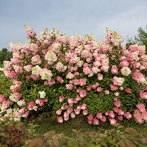 VANCEFELKEL 60+ Vanilla Strawberry Hydrangea Seeds for Planting - Strawberry Sundae Hydrangea Tree Seeds to Plant - Pink Hydrangea Flowers Tree Bush Plants Seeds Planting in Pot/Outdoors/Bonsai