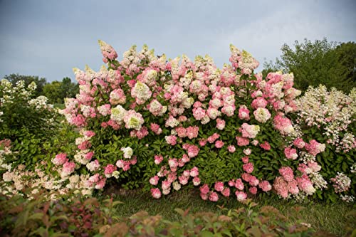 VANCEFELKEL 60+ Vanilla Strawberry Hydrangea Seeds for Planting - Strawberry Sundae Hydrangea Tree Seeds to Plant - Pink Hydrangea Flowers Tree Bush Plants Seeds Planting in Pot/Outdoors/Bonsai