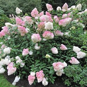 VANCEFELKEL 60+ Vanilla Strawberry Hydrangea Seeds for Planting - Strawberry Sundae Hydrangea Tree Seeds to Plant - Pink Hydrangea Flowers Tree Bush Plants Seeds Planting in Pot/Outdoors/Bonsai