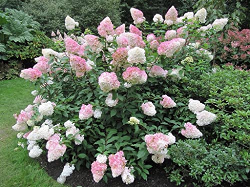 VANCEFELKEL 60+ Vanilla Strawberry Hydrangea Seeds for Planting - Strawberry Sundae Hydrangea Tree Seeds to Plant - Pink Hydrangea Flowers Tree Bush Plants Seeds Planting in Pot/Outdoors/Bonsai