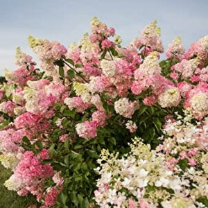 VANCEFELKEL 60+ Vanilla Strawberry Hydrangea Seeds for Planting - Strawberry Sundae Hydrangea Tree Seeds to Plant - Pink Hydrangea Flowers Tree Bush Plants Seeds Planting in Pot/Outdoors/Bonsai