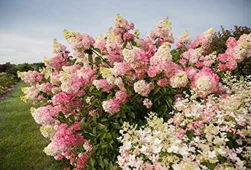 VANCEFELKEL 60+ Vanilla Strawberry Hydrangea Seeds for Planting - Strawberry Sundae Hydrangea Tree Seeds to Plant - Pink Hydrangea Flowers Tree Bush Plants Seeds Planting in Pot/Outdoors/Bonsai