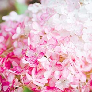 VANCEFELKEL 60+ Vanilla Strawberry Hydrangea Seeds for Planting - Strawberry Sundae Hydrangea Tree Seeds to Plant - Pink Hydrangea Flowers Tree Bush Plants Seeds Planting in Pot/Outdoors/Bonsai