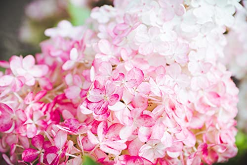 VANCEFELKEL 60+ Vanilla Strawberry Hydrangea Seeds for Planting - Strawberry Sundae Hydrangea Tree Seeds to Plant - Pink Hydrangea Flowers Tree Bush Plants Seeds Planting in Pot/Outdoors/Bonsai