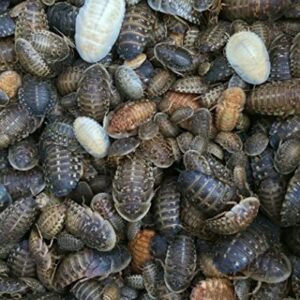 Live Dubia Roaches - 200 Medium Sized (3/8" to 3/4") Dubia Cockroaches - Living Pet Food for Reptiles, Amphibians, Rodents, Birds, Bearded Dragons, Leopard Geckos, Frogs, Tarantulas, Chameleons