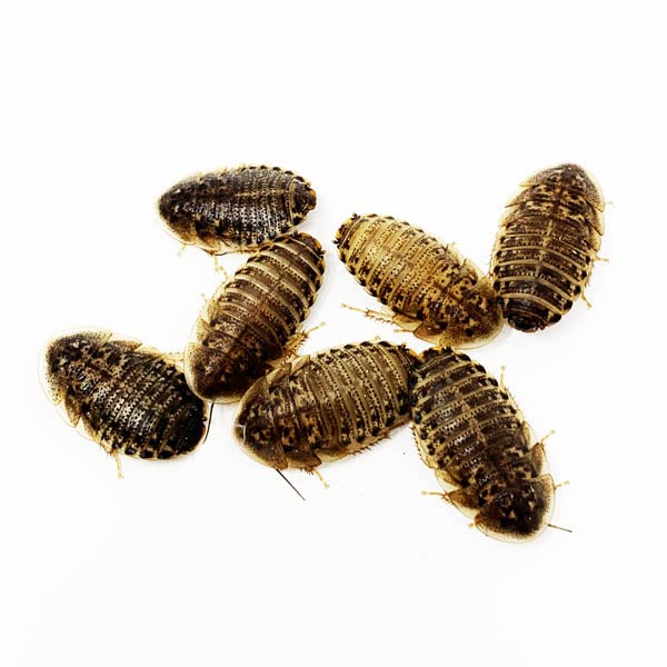 NutriCricket 100 Live Small Dubia Roaches Live Arrival