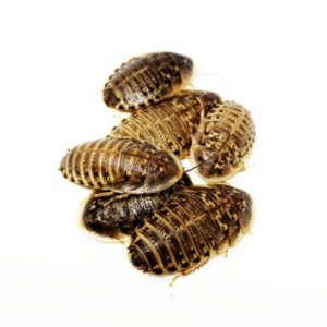 nutricricket 200 live medium dubia roaches with live arrival