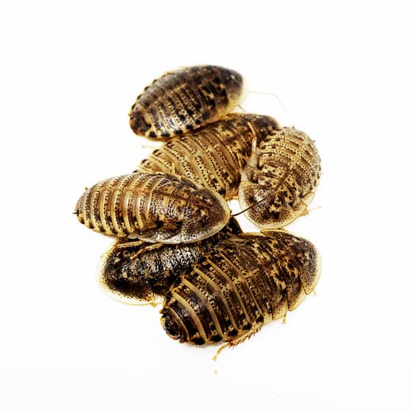 NutriCricket 200 Live Medium Dubia Roaches with Live Arrival