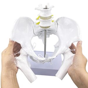 flexible female pelvis model with movable femur heads and joints, life size female pelvis with stand base, for childbirth education/cbe doula exhibit midwife anatomy, teaching and studying purpose