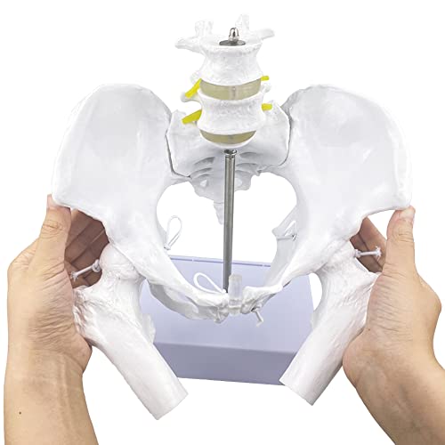 Flexible Female Pelvis Model with Movable Femur Heads and Joints, Life Size Female Pelvis with Stand Base, for Childbirth Education/CBE Doula Exhibit Midwife Anatomy, Teaching and Studying Purpose