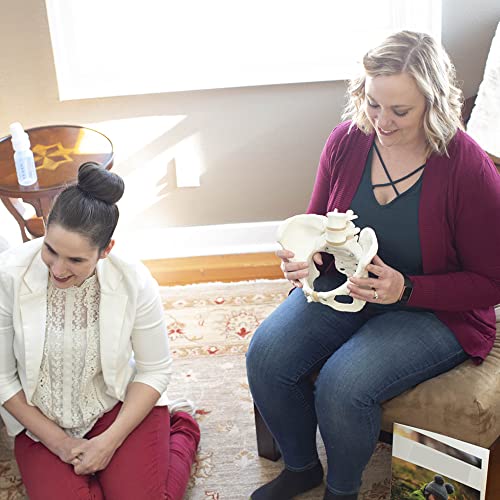 Flexible Female Pelvis Model with Movable Femur Heads and Joints, Life Size Female Pelvis with Stand Base, for Childbirth Education/CBE Doula Exhibit Midwife Anatomy, Teaching and Studying Purpose