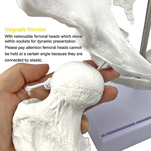 Flexible Female Pelvis Model with Movable Femur Heads and Joints, Life Size Female Pelvis with Stand Base, for Childbirth Education/CBE Doula Exhibit Midwife Anatomy, Teaching and Studying Purpose