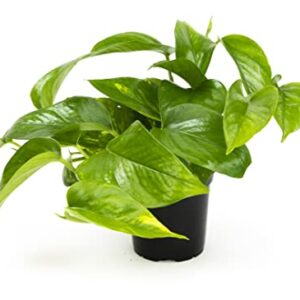 Golden Pothos Plant Live House Plant Live Plants, Trailing Plants Live Houseplants, Golden Pothos Live Plant Houseplant, Live Pothos Devils Ivy Live Plant Money Plant Indoor Plants by Plants for Pets