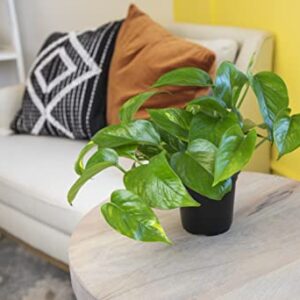 Golden Pothos Plant Live House Plant Live Plants, Trailing Plants Live Houseplants, Golden Pothos Live Plant Houseplant, Live Pothos Devils Ivy Live Plant Money Plant Indoor Plants by Plants for Pets